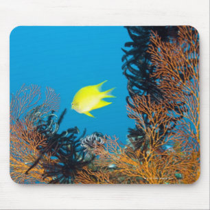 Goldener Damselfish (Amblyglyphidodon goldfarbig) Mousepad