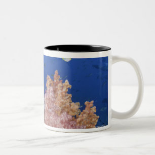 Goldener Damselfish (Amblyglyphidodon goldfarbig), Zweifarbige Tasse