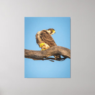 Goldener Falke in Ruhe Leinwanddruck
