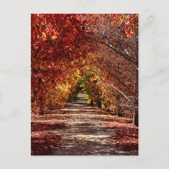 Goldener Fall Postkarte (Vorderseite)