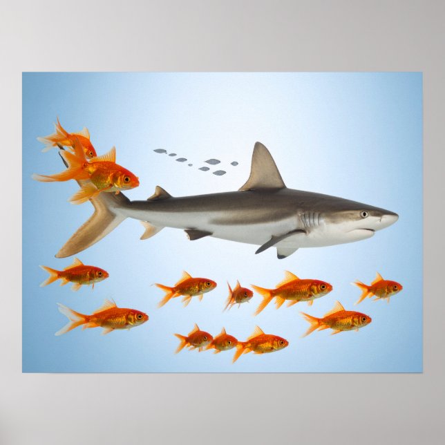 Goldener Fisch und Hai Poster (Vorne)