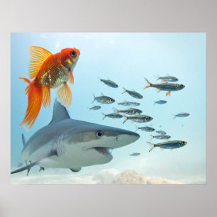 Goldener Fisch und Hai Poster