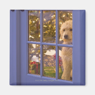 Goldener Gekritzelwelpe, der heraus Glastür mit Magnet