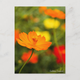 Goldener Kosmos ［ Postkarte ］