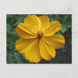 Goldener Kosmos Postkarte