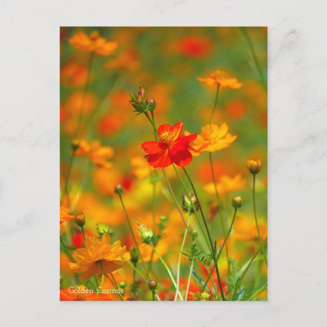 Goldener Kosmos [Postkarte] Postkarte (Vorderseite)