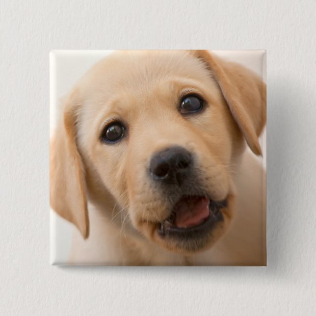 Goldener Labrador-Welpe Button (Vorderseite)