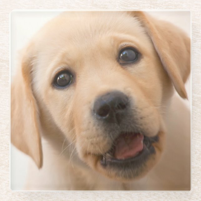 Goldener Labrador-Welpe Glasuntersetzer (Vorderseite)