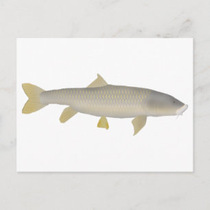 Goldener Mahseer Postkarte