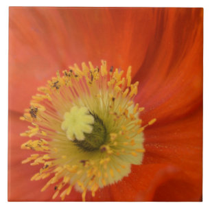 Goldener Mohn - Lebendiger Botanischer Nahaufnahme Fliese