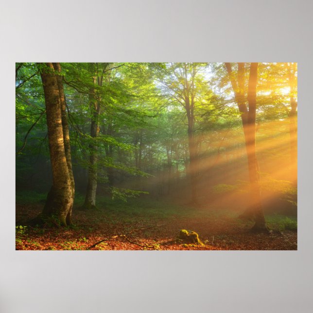 Goldener Moment des Lichts Poster (Vorne)