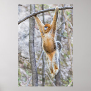 Goldener Nasenaffe schwingt auf Ast Poster