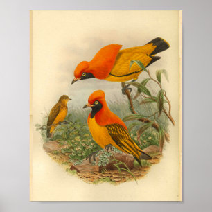 Goldener Paradiesvogel Rot Gelb Vintage-Druck Poster