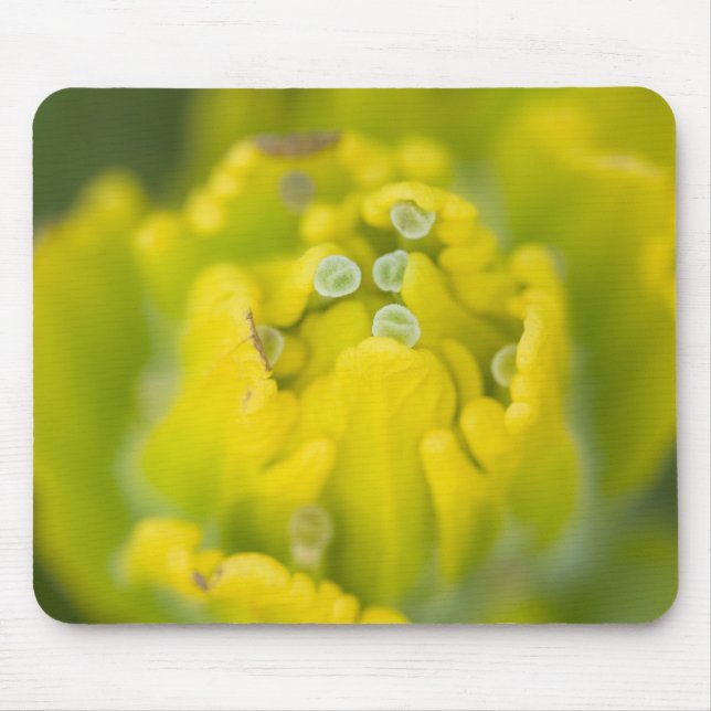 Goldener Pinsel Castilleja 2 Mousepad (Vorne)