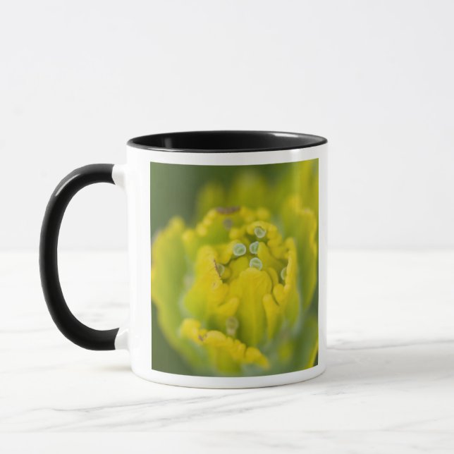 Goldener Pinsel Castilleja 2 Tasse (Links)