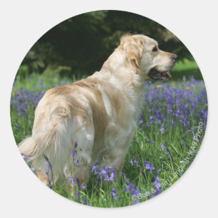 Goldener Retreifer in Blume Runder Aufkleber