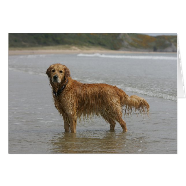 Goldener Retreiver im Meer (Vorderseite (Horizontal))