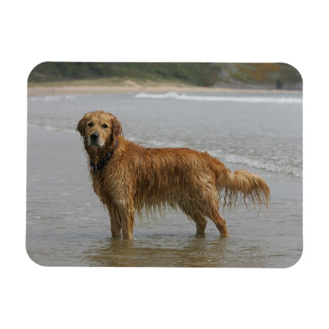 Goldener Retreiver im Meer Magnet (Horizontal)