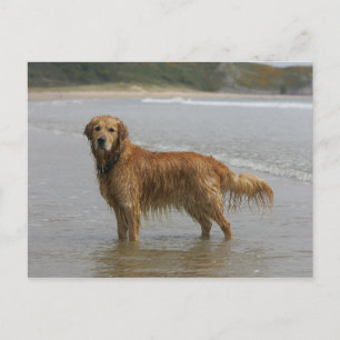 Goldener Retreiver im Meer Postkarte