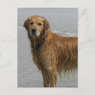 Goldener Retreiver im Meer Postkarte