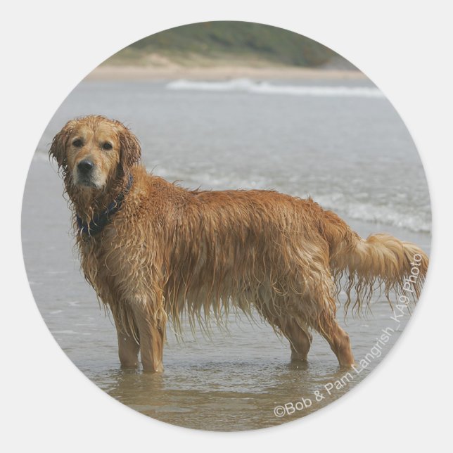 Goldener Retreiver im Meer Runder Aufkleber (Vorderseite)