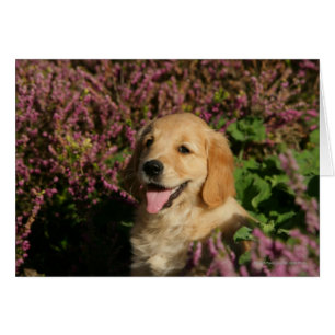 Goldener Retreiver Welpe