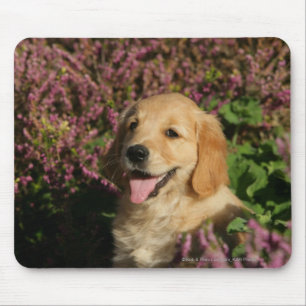 Goldener Retreiver Welpe Mousepad