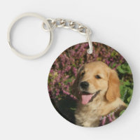 Goldener Retreiver Welpe