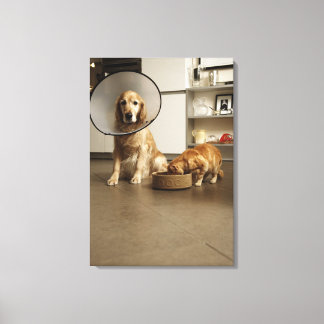 Goldener Retriehund mit medizinischem Kragen Leinwanddruck