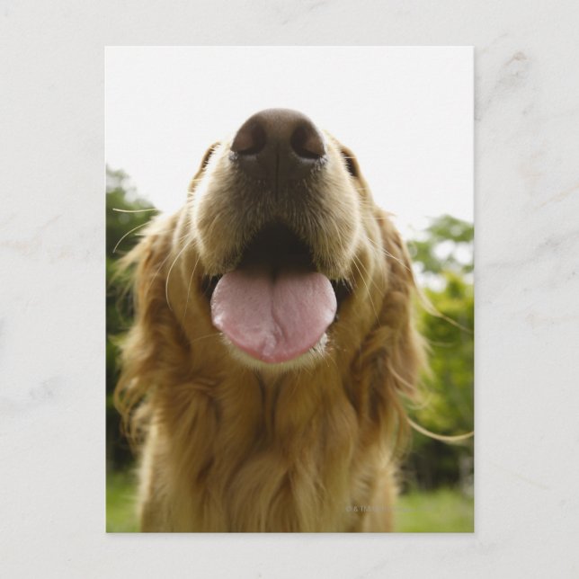 Goldener Retriever 5 Postkarte (Vorderseite)