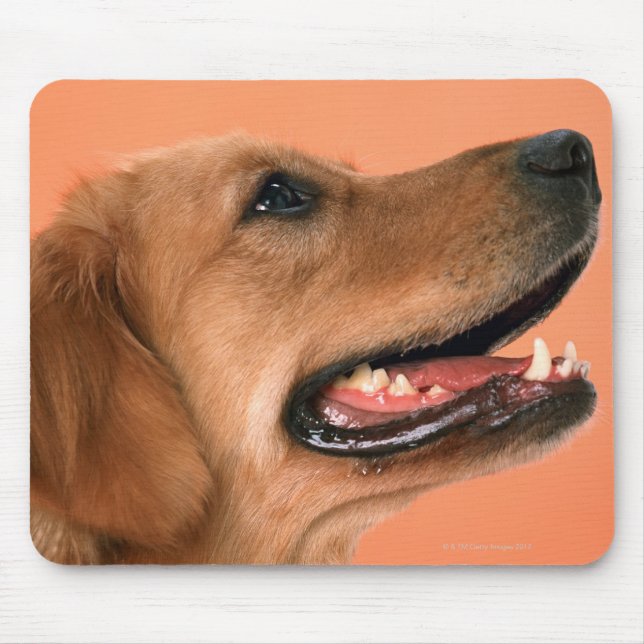 Goldener Retriever 7 Mousepad (Vorne)