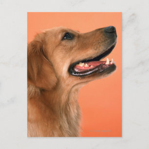 Goldener Retriever 7 Postkarte