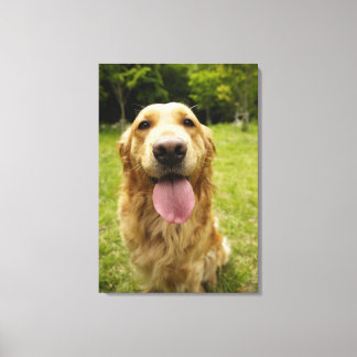 Goldener Retriever 9 Leinwanddruck
