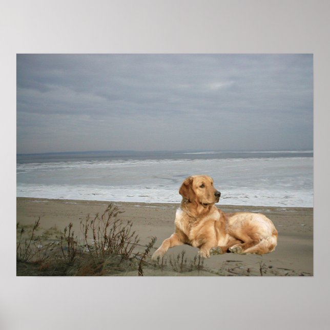 Goldener Retriever am Strand Print Poster (Vorne)