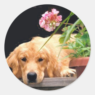 Goldener Retriever-Blumen-Aufkleber Runder Aufkleber