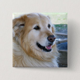 Goldener Retriever-Foto Button