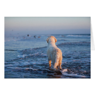 Goldener Retriever-Foto-Karte