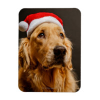 Goldener Retriever für seine Weihnachten