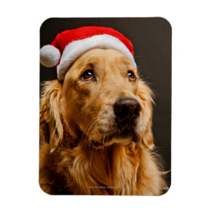 Goldener Retriever für seine Weihnachten Magnet