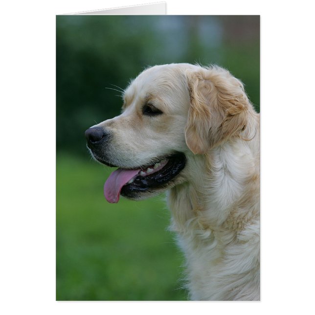 Goldener Retriever Headshot 2 2 (Vorne)
