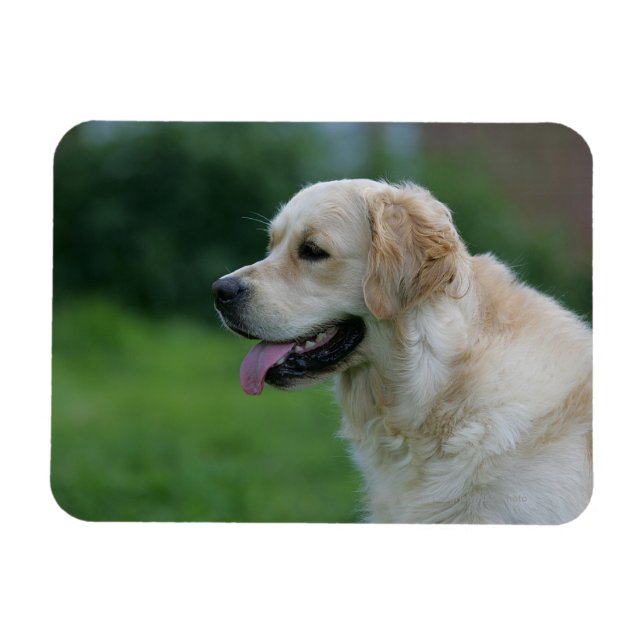 Goldener Retriever Headshot 2 2 Magnet (Horizontal)