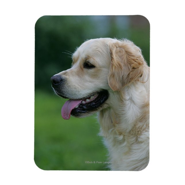 Goldener Retriever Headshot 2 2 Magnet (Vertikal)