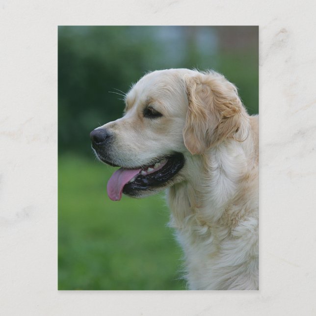 Goldener Retriever Headshot 2 2 Postkarte (Vorderseite)