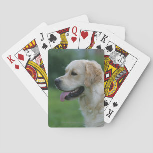 Goldener Retriever Headshot 2 2 Spielkarten
