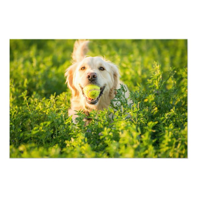 Goldener Retriever Hochwertige Foto Print (Vorne)