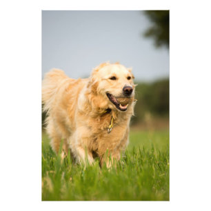 Goldener Retriever-hochwertiger Foto-Druck Fotodruck
