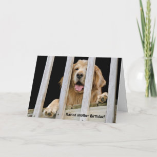 Goldener Retriever Humorer Geburtstag Karte