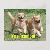 Goldener Retriever-Hund ist es ein Wiedersehen