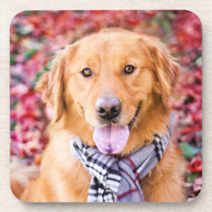 Goldener Retriever im Scarno Getränkeuntersetzer