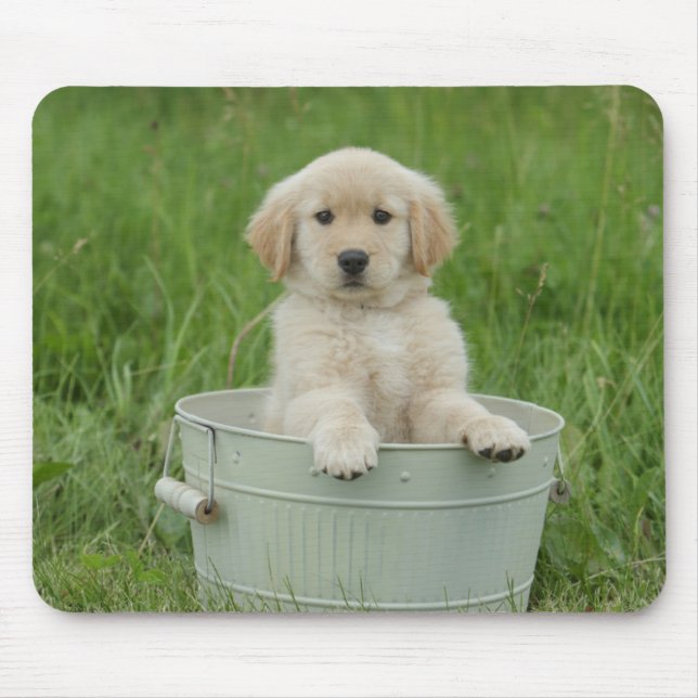 Goldener Retriever im Waschbecken Mousepad (Vorne)